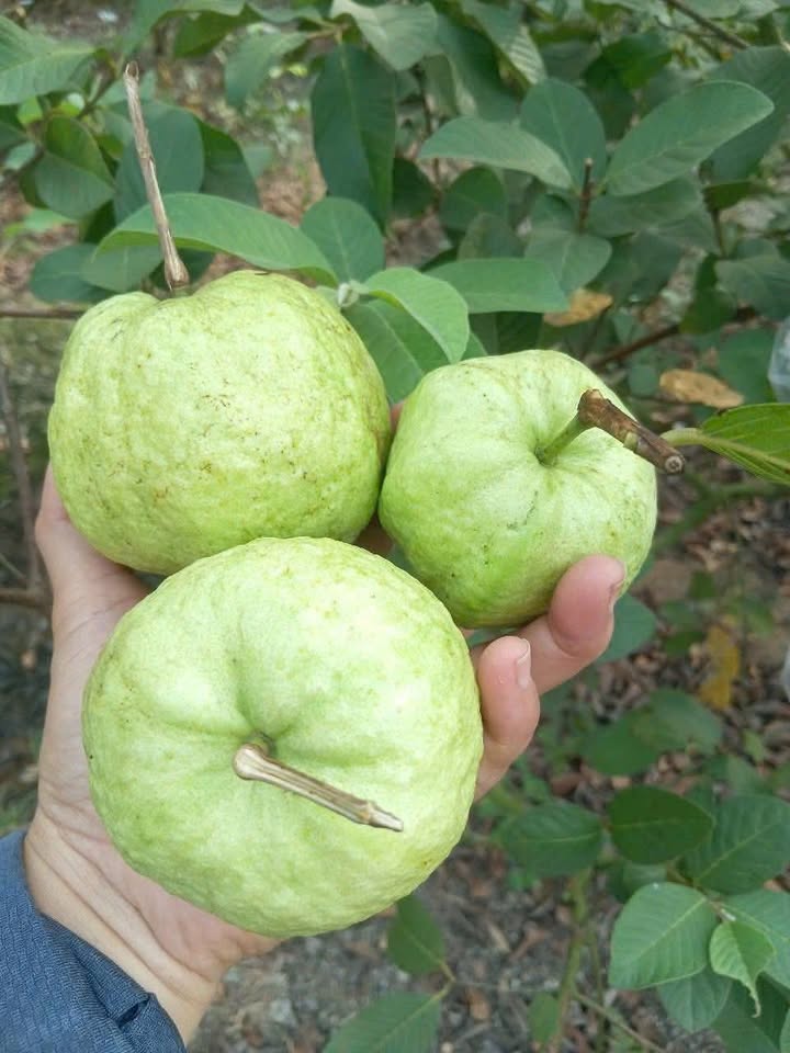 Đất nền Phú Chánh Tân Uyên 100m² - Sổ hồng riêng, đầu tư sinh lời!