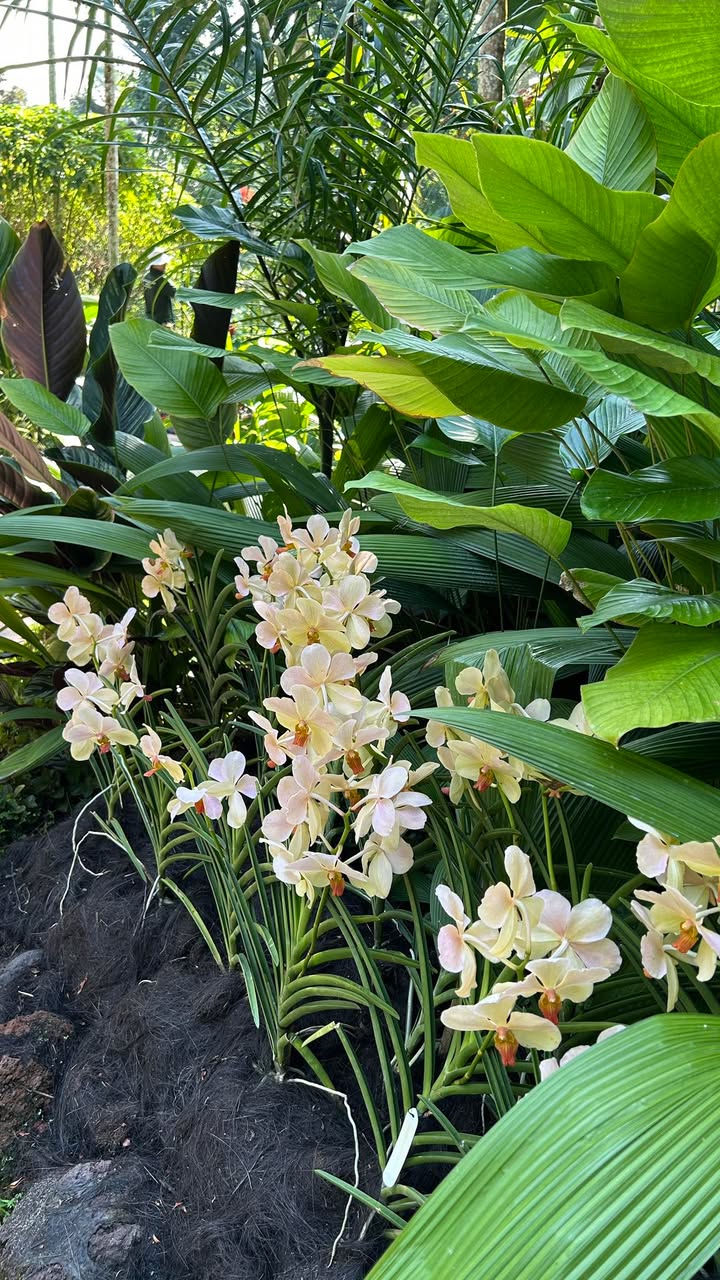 Đất nền mặt ngõ Trung Hành 94m² giá 3.892 tỷ - Hướng Tây, ô tô vào tận bếp!