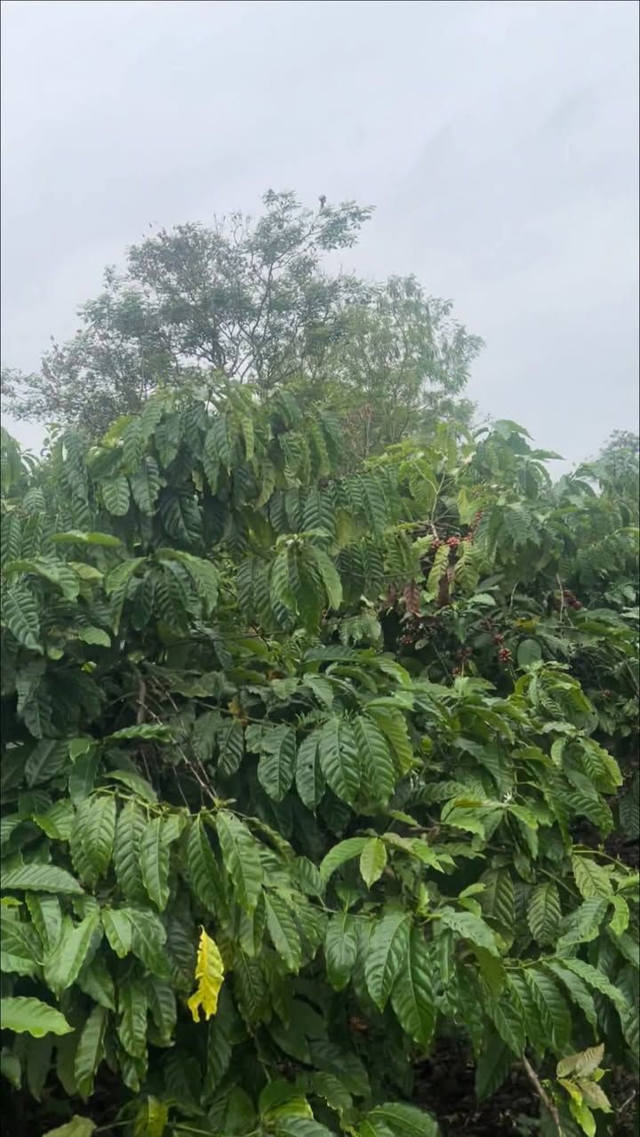 Đất Farm 1ha Vụ Bổn, Krông Pắc - Giá chỉ 1.6 tỷ, Thương lượng nhẹ!