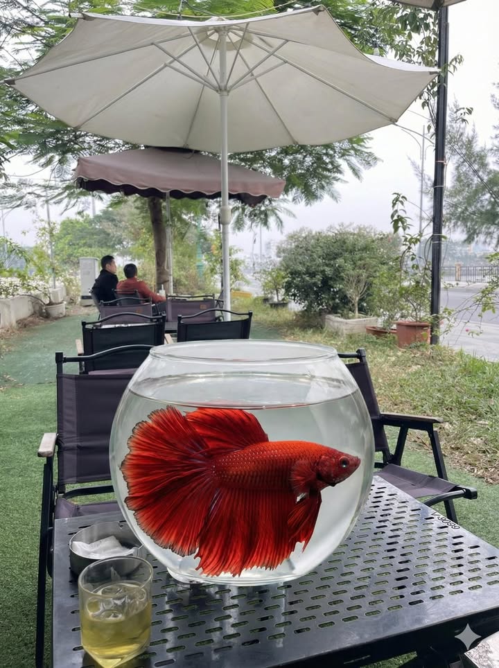 Nhà mặt đường Trần Quang Khải, Hải Phòng 90m² giá 20.5 tỷ - Kinh doanh sầm uất, dòng tiền 30 triệu/tháng!