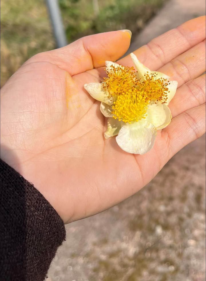 Đất thổ cư 250m² tại Quyết Thắng - Giá 1.1 tỷ - Đường 36m chỉ vài bước!