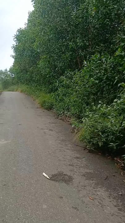 Đất nền xã Suối Rao, Châu Đức 3420m² giá 4.95 tỷ - Đường nhựa thuận tiện!