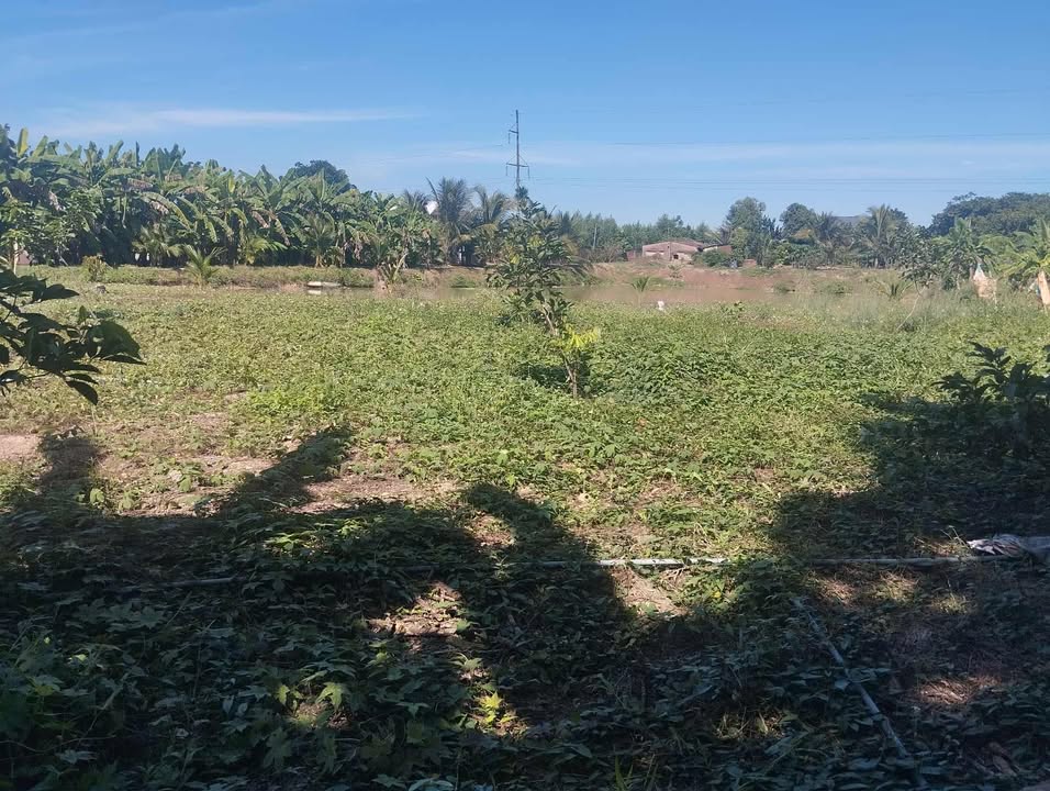 Đất Farm Hiếu Liêm Vĩnh Cửu 9000m² giá 5.5 tỷ - Pháp lý rõ ràng, cơ hội đầu tư tốt!