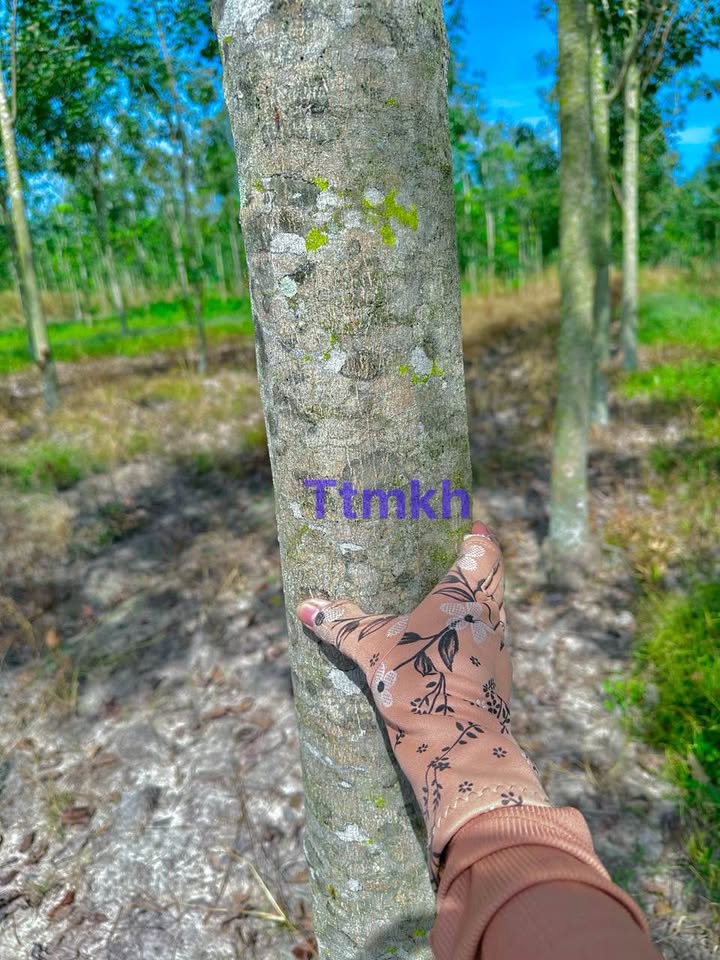 Đất nông nghiệp Suối Dây, Tân Châu, 60.000m² giá 8 tỷ - Pháp lý rõ ràng, đầu tư lý tưởng!