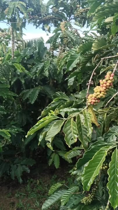 Farm 1ha Phúc Thọ Lâm Hà giá 6.3 tỷ - Đất bằng cà phê đẹp, sổ đỏ chính chủ!