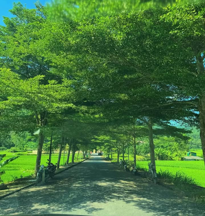 Nhà sàn gỗ sồi trắng tại thôn Tha, Phương Độ 368m² giá 1 tỷ - VIEW TRIỆU ĐÔ hoàn hảo cho homestay!