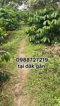 Đất rẫy 6000m² Đắk Gằn chỉ 900 triệu - Cơ hội đầu tư tuyệt vời!