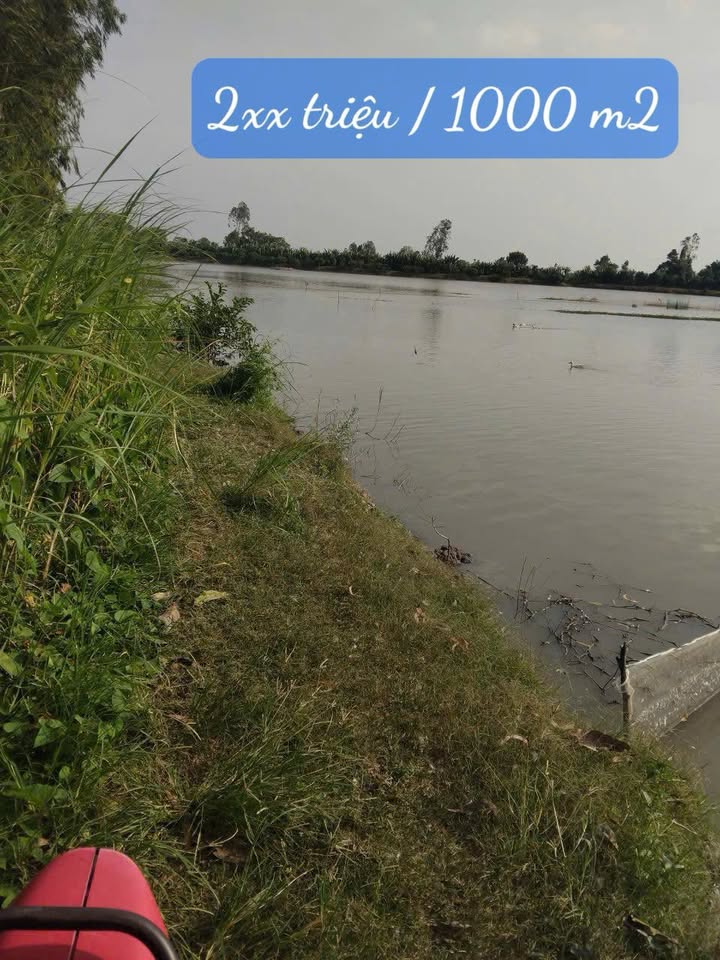 Đất Lúa Mỹ Hoà Kênh 77 8800m² giá 200 triệu - Mặt tiền 47m nở hậu!