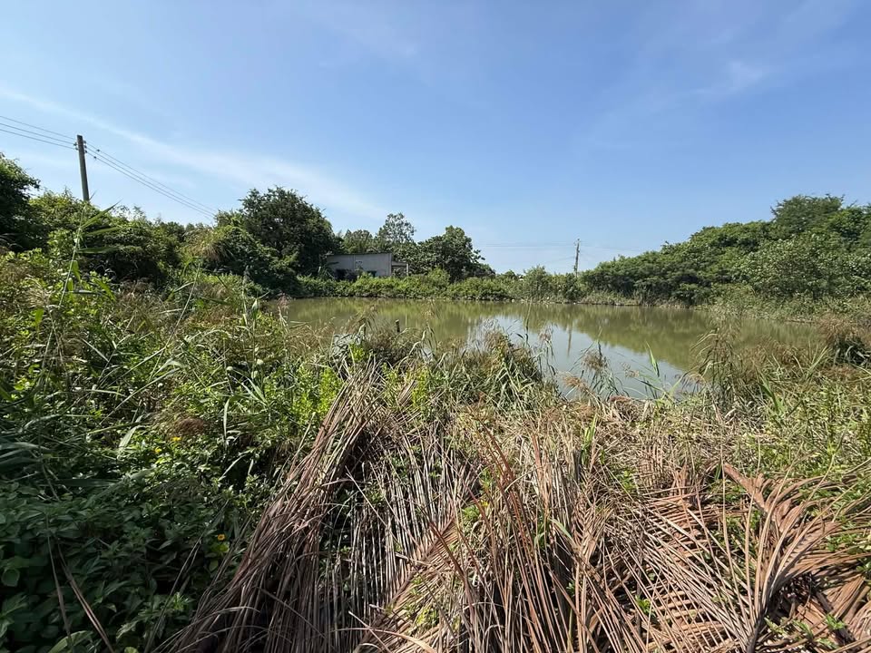 Đất nền Bình Chiến, Bình Đại 2530m² giá 799 triệu - Cơ hội đầu tư tuyệt vời!