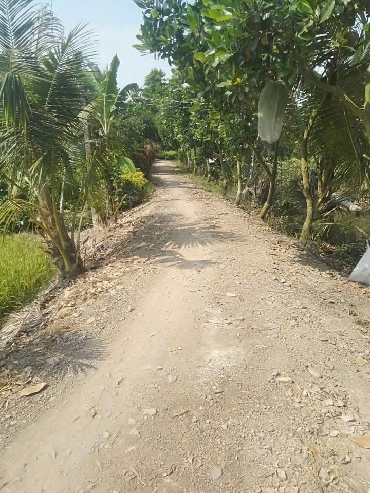 Đất 15 công tại ấp 915, xã Nhơn Ninh, huyện Tân Thạnh - Đầu tư sinh lời cao!