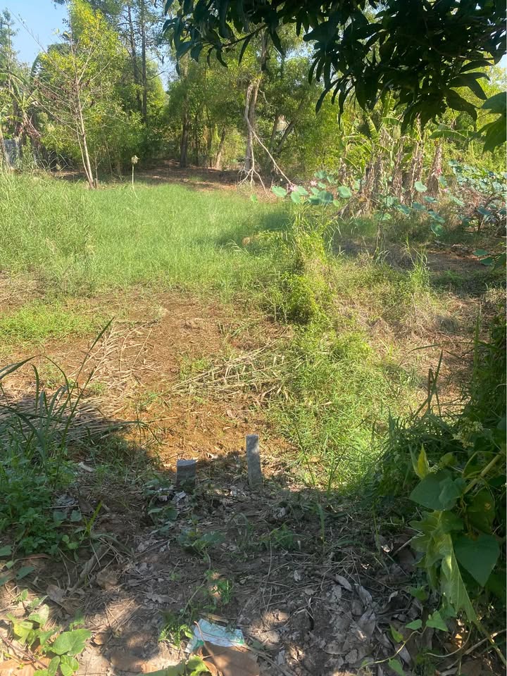 Đất thổ cư mặt tiền đường Kênh Xáng Cà Mau, Nhơn Mỹ, 185.6m² - Giá chỉ 270 triệu!