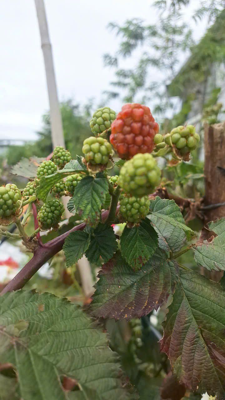 Bán lô đất hẻm 85 Hương Lộ Ngọc Hiệp 96m² giá 2.67 tỷ - Chủ giảm 200 triệu!