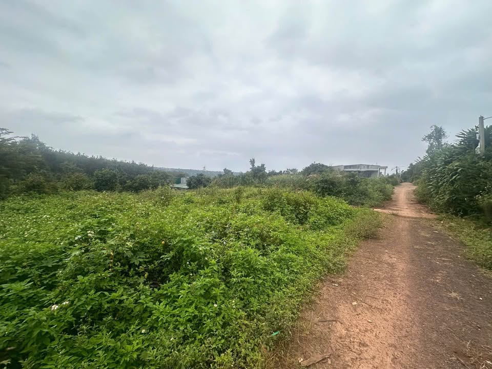 Đất thổ cư Tân Lợi Buôn Ma Thuột 150m² giá 890 triệu - Cơ hội đầu tư hiếm có!