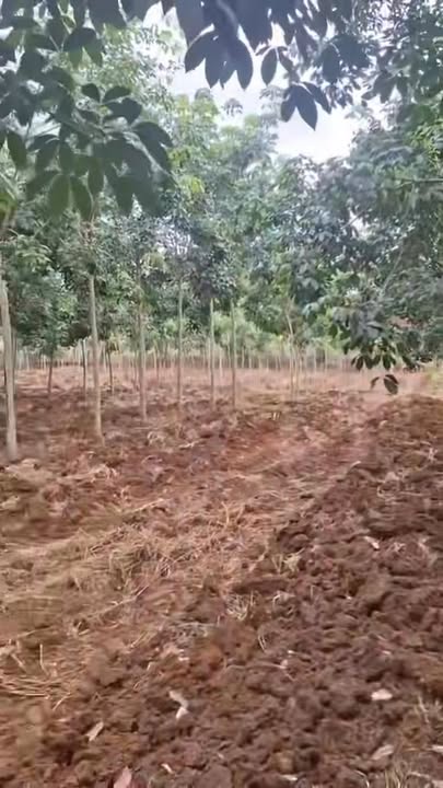 Đất Farm Lộc Quang Bình Phước 10.000m² giá 2 tỷ - Sổ hồng chính chủ, đầy đủ tiện nghi!