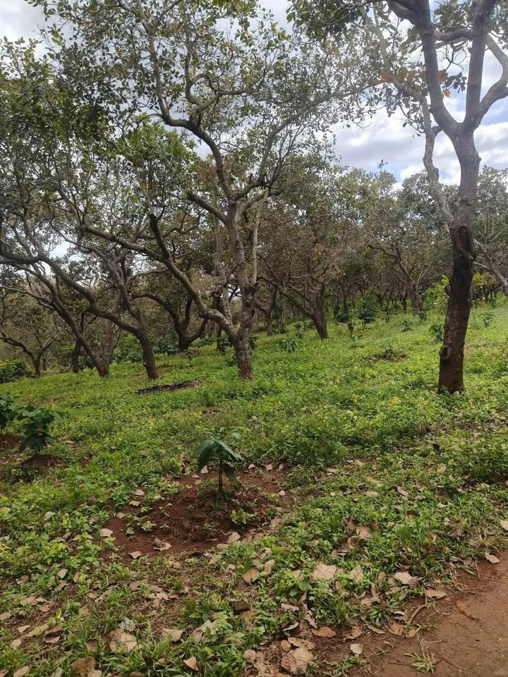 Đất Farm Thọ Sơn 80.000m² giá 1.2 tỷ - Đẹp như tranh vẽ!