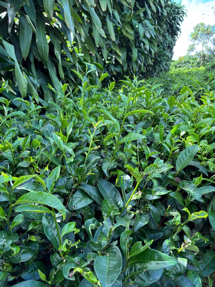 Đất nền Lộc An, Bảo Lộc 432m² giá 2.4 tỷ - Đầu tư sinh lời ngay!