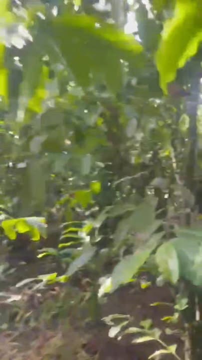 Đất nền xã Hòa Nam, Di Linh 2300m² giá chỉ 1.4 tỷ - Bán gấp, bớt lộc!