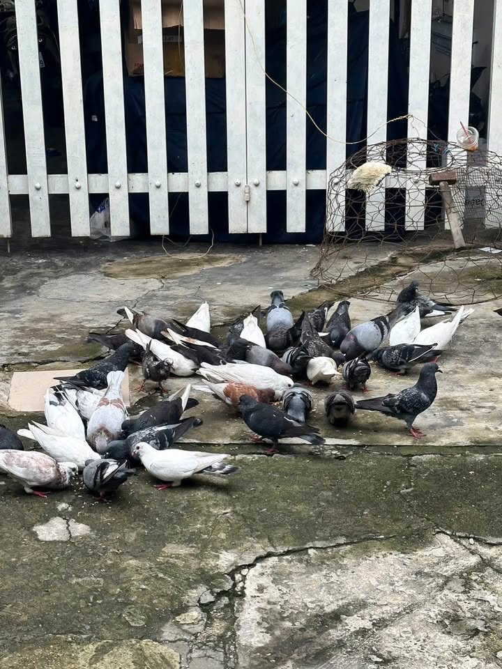 Đất nền mặt tiền Đường Container Hóc Môn 900m² giá chỉ 14 tỷ - Vị trí vàng cho đầu tư!