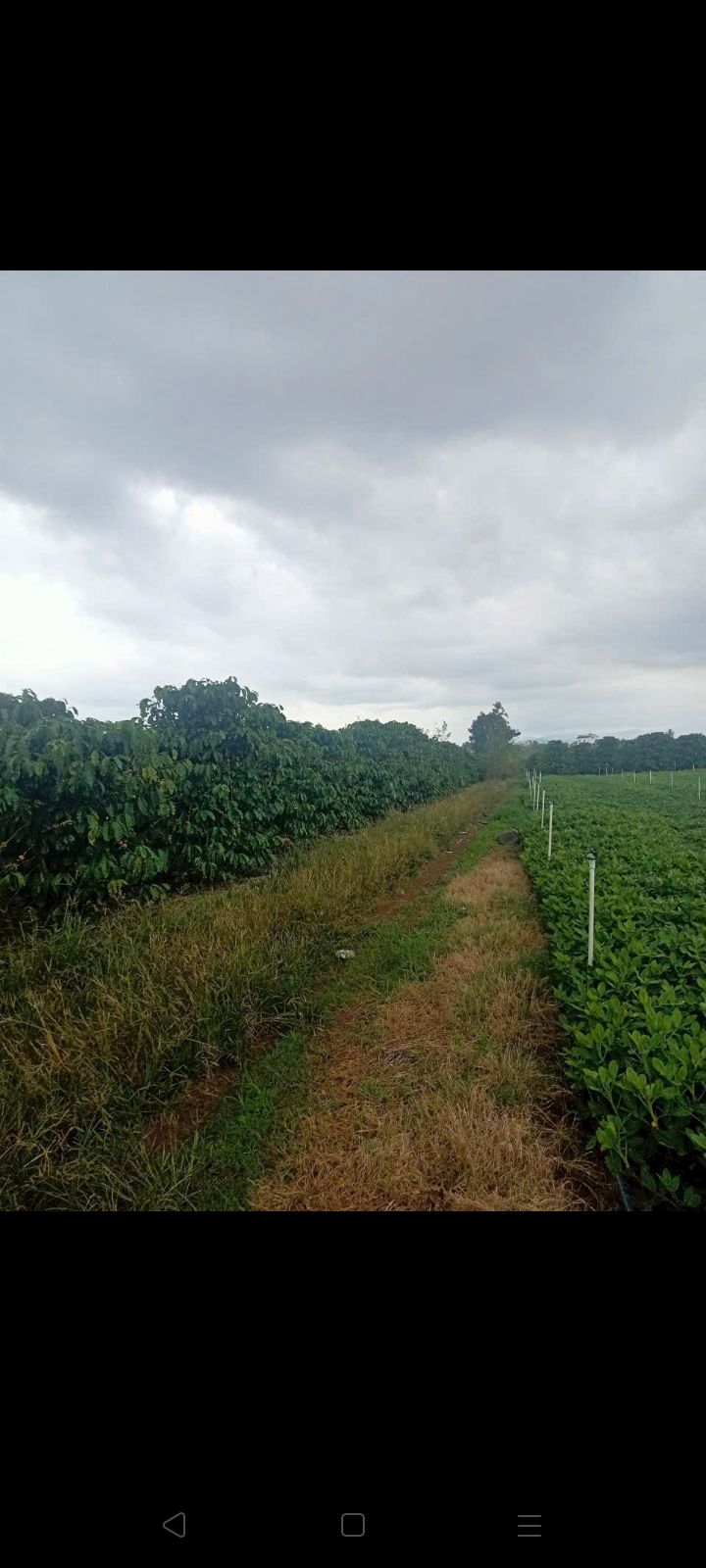 Đất mặt tiền đường Tân Hội, Đức Trọng 4.9 sào giá 3.9 tỷ - Đầu tư sinh lời