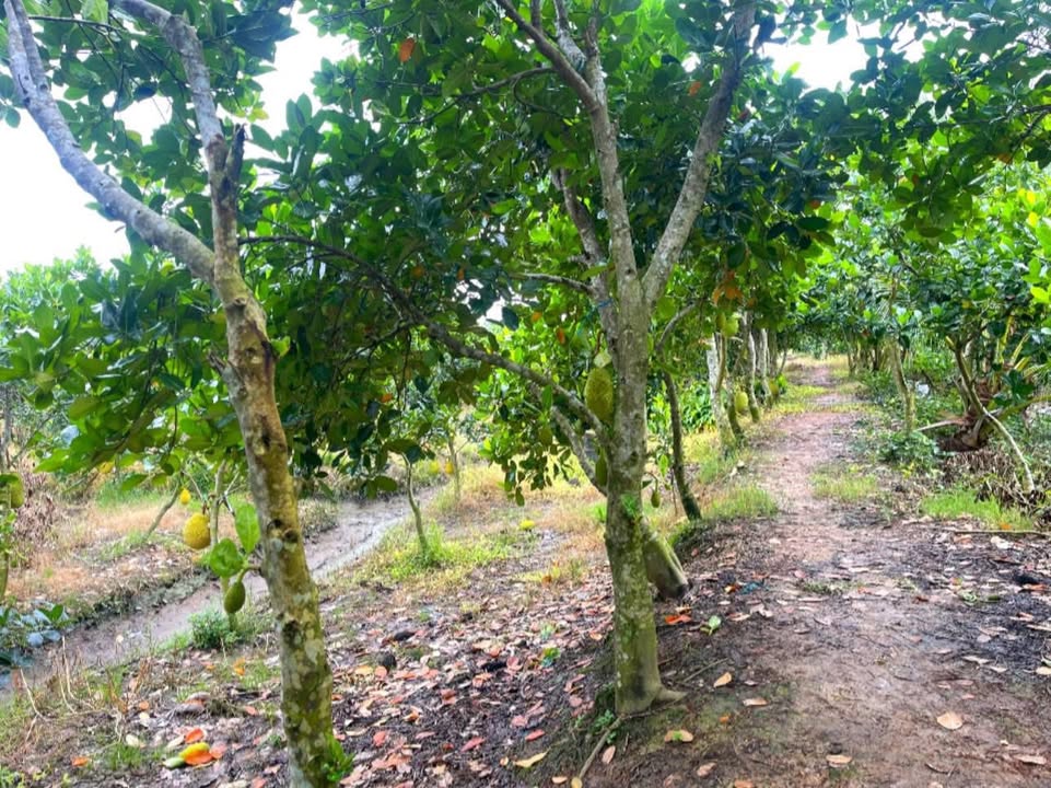 Đất vườn 55.000m² tại Thới An Hội, Kế Sách chỉ 997.5 triệu - Cơ hội đầu tư tuyệt vời!