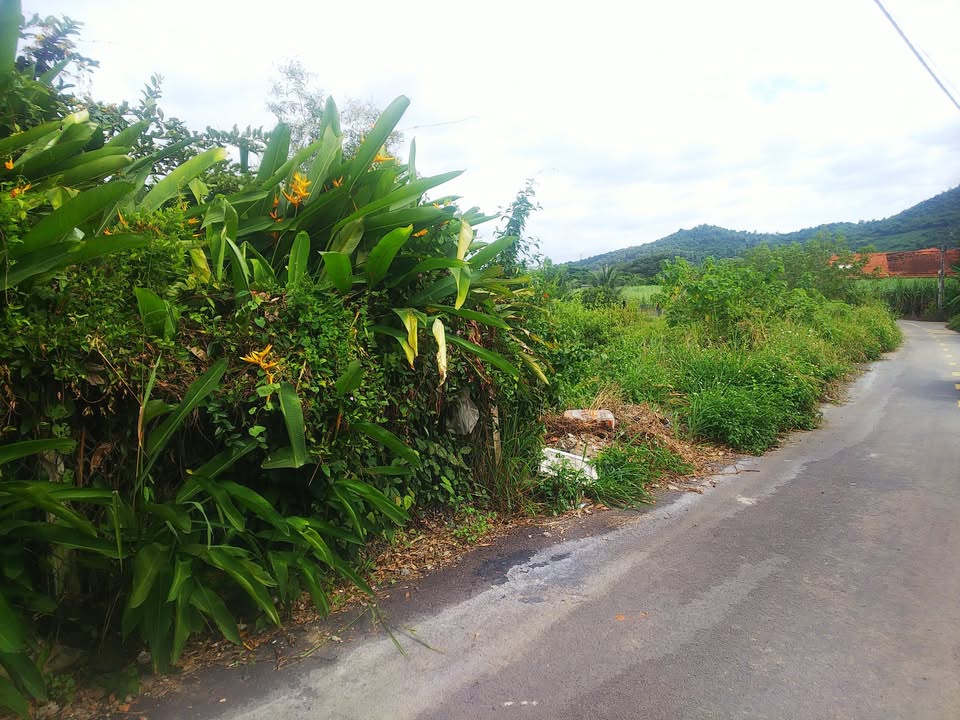 Đất Diên Đồng 310m² giá 2.015 tỷ - Ô tô vào tận đất!