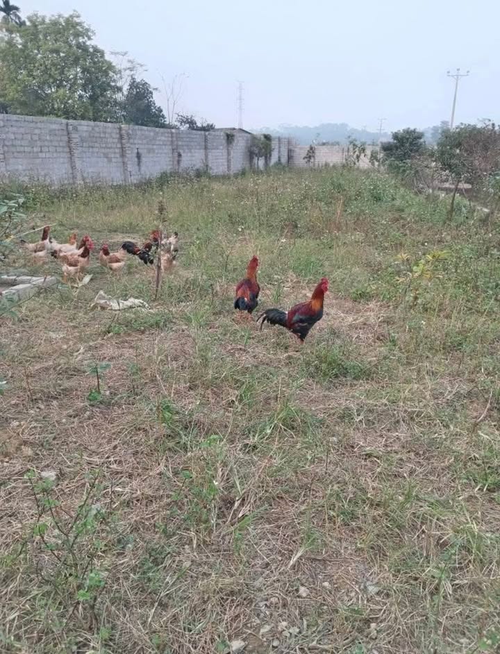 Đất nền Hòa Thạch Quốc Oai 582m² giá 3 tỷ - Sổ hồng chính chủ, đầu tư sinh lời!