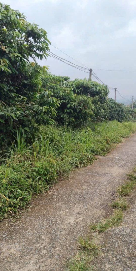 Đất thổ cư Hòa Nam Di Linh 2300m² giá 1.4 tỷ - Cơ hội đầu tư không thể bỏ qua!