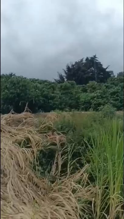 Đất nông nghiệp Tân Văn Lâm Hà 10.000m² giá 7 tỷ - Đầu tư sinh lời hấp dẫn!