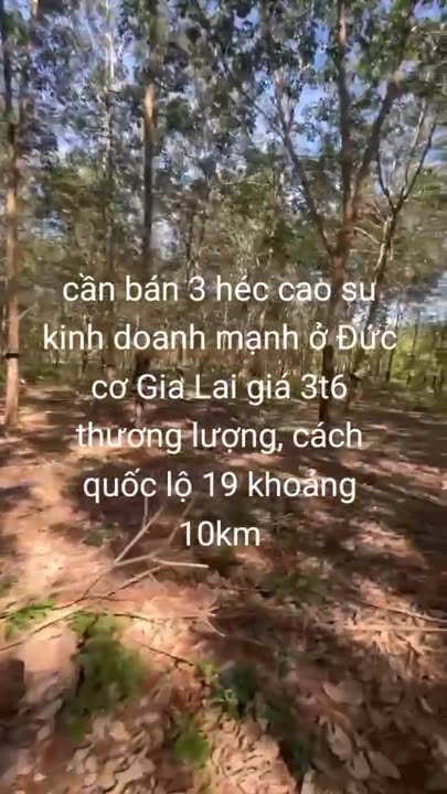 Đất Farm 3ha tại xã Ia Lang, Đức Cơ, Gia Lai giá 3.6 tỷ - Đầu tư sinh lời ngay!