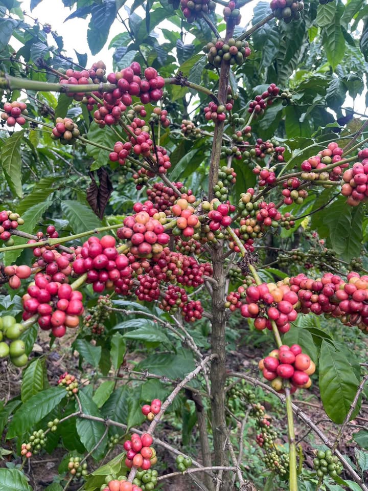 Farm 4 sào tại Ea Ô, Đắk Lắk 16,000m² - Tiềm năng đầu tư lớn!