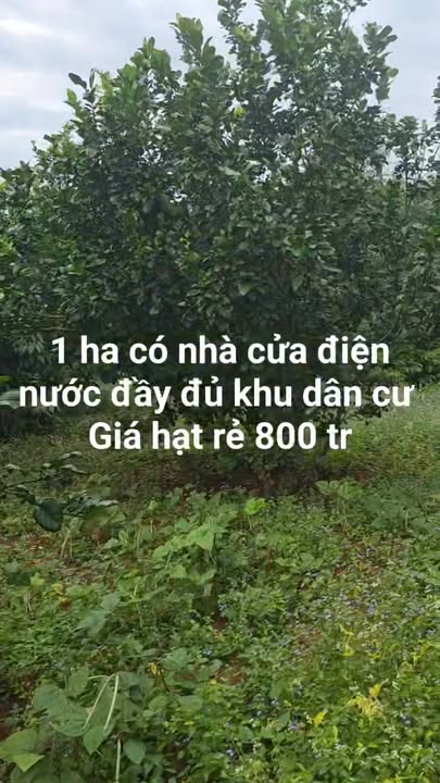 Farm 1ha tại Ia O, Ia Grai, Gia Lai giá chỉ 790 triệu - Cơ hội đầu tư tuyệt vời!