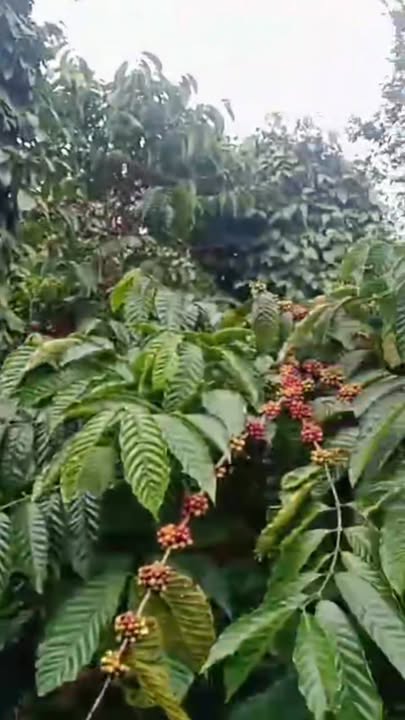 Farm đất đỏ Ea Khal 10.000m² giá chỉ 716 triệu - Cà phê chín, sẵn sàng thu hoạch!