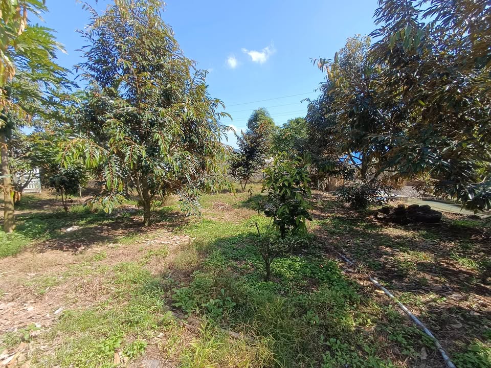 Đất vườn Bảo Lâm 1875m² giá 2.5 tỷ - Đầu tư sinh lời tuyệt vời!