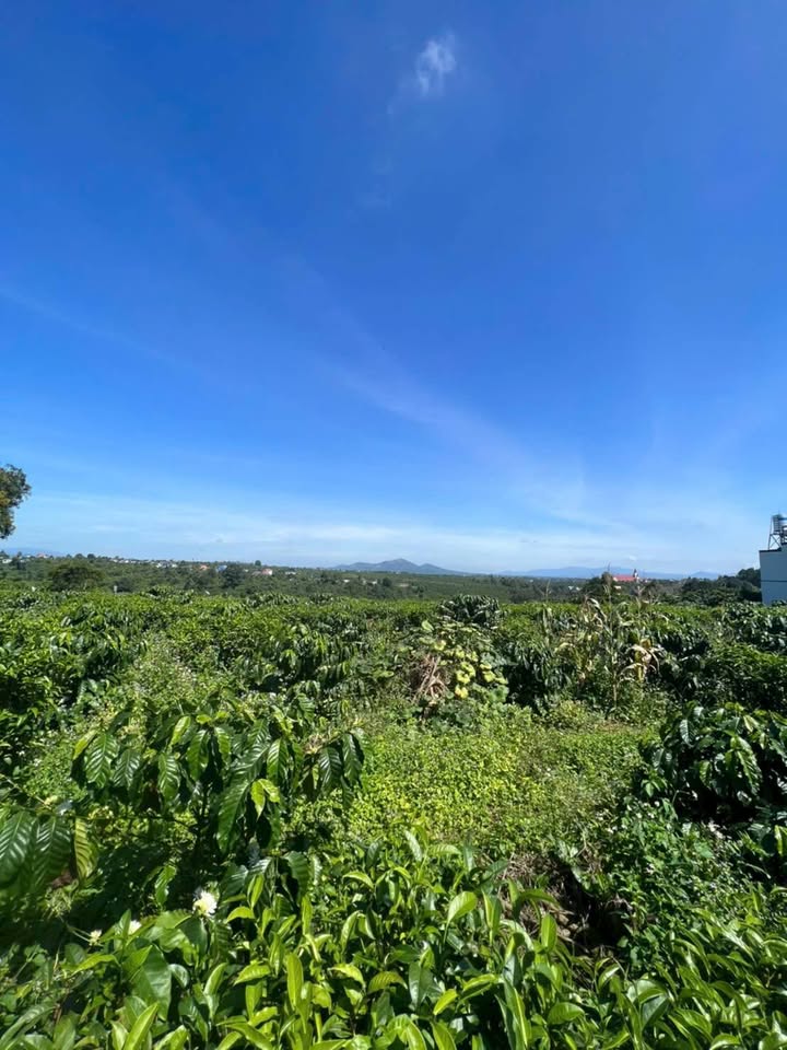 Nhà mái thái Lộc An 3250m² giá 6.4 tỷ - Đất đẹp 2 mặt tiền!