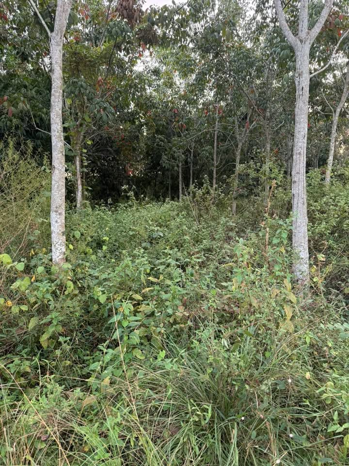 Đất ở Thạnh Đức, Gò Dầu 370m² giá 350 triệu - Cơ hội đầu tư hấp dẫn!