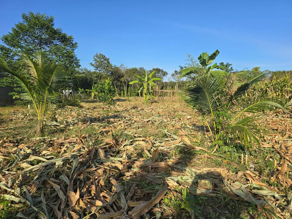 Đất nền 960m² tại Ấp 3, xã Thanh Hòa, Bù Đốp chỉ 250 triệu - Cơ hội đầu tư hấp dẫn!