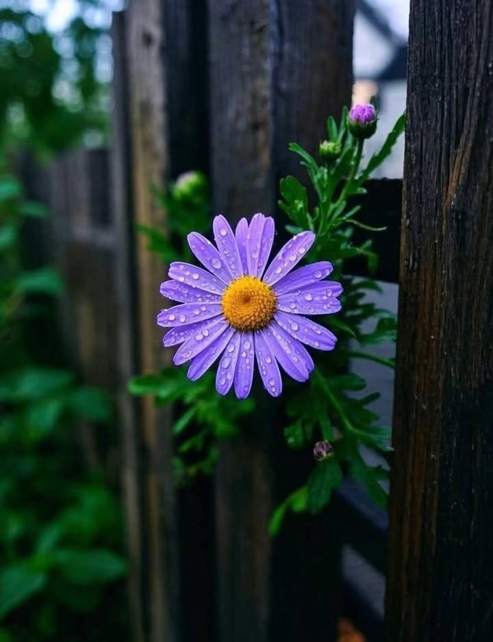 Đất nền Đức Tín 160m² giá chỉ 420 triệu - Cơ hội đầu tư tuyệt vời!