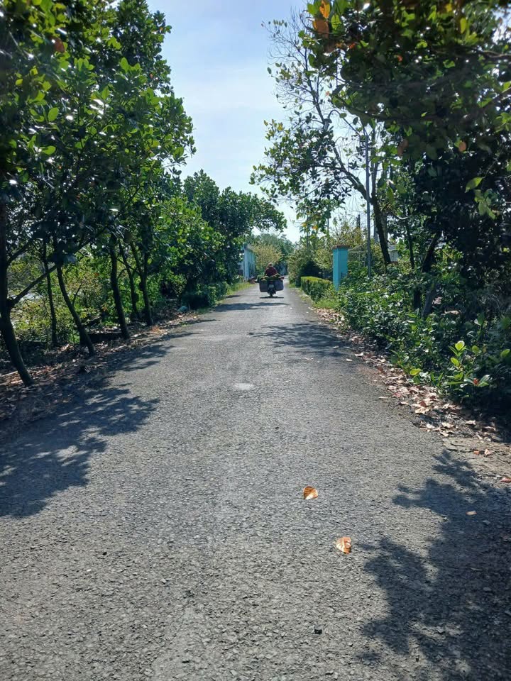 Đất vườn mít 11 công tại Phú Điền, Đồng Tháp giá 3.5 tỷ - Đầu tư sinh lời!