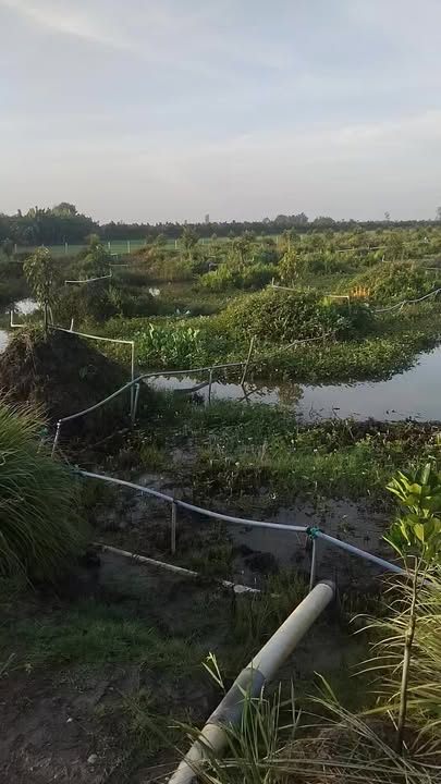 Farm 20.000m² xã Đốc Binh Kiều giá 7 tỷ - Cơ hội đầu tư hấp dẫn!