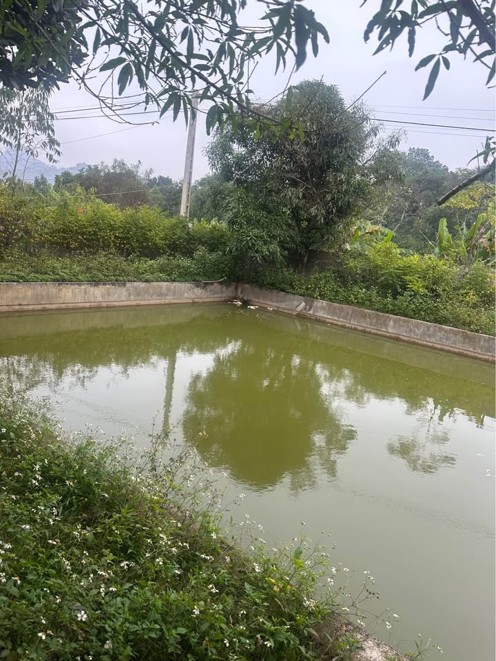 Farm 3500m² tại bản Mạt, Chiềng Mung giá 2 tỷ - Sổ đỏ chính chủ!