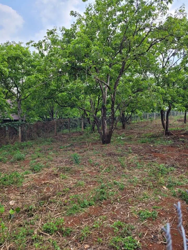 Đất mặt tiền đường Măng Lin Đà Lạt 1057m² giá 16 tỷ - Sổ đỏ riêng