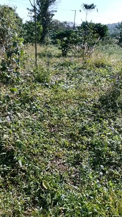 Đất nền Thọ Sơn Bù Đăng 12000m² giá 450 triệu - Đầu tư sinh lời ngay!