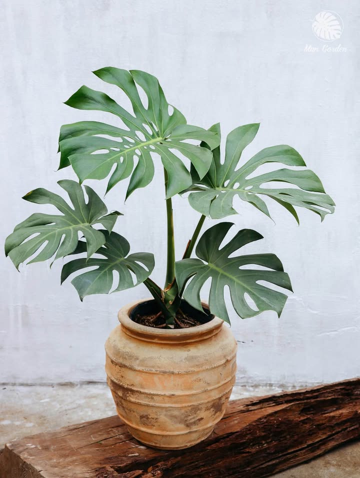 Nhà gác lửng Đường Kiều Phụng, Hoà Xuân 101m² giá 4.89 tỷ - Chính chủ bán gấp!