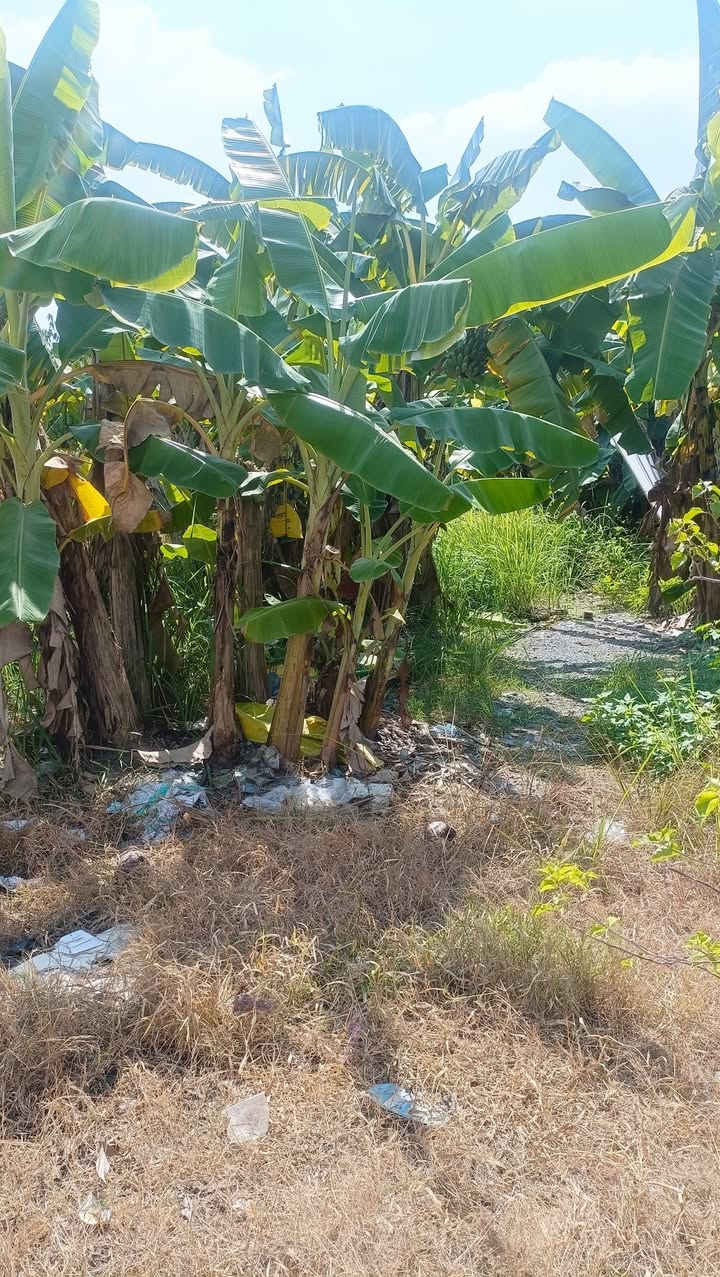 Đất nền Tân Phong, Biên Hòa 135m² giá 800 triệu - Sổ hồng chính chủ, vị trí đẹp!