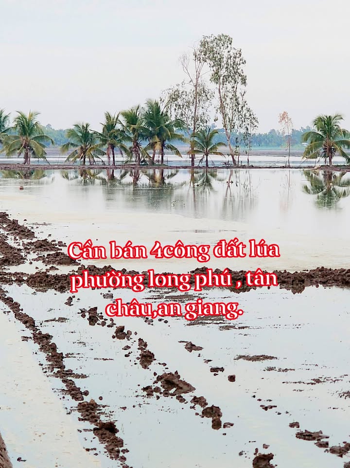 Đất lúa 4000m², Phường Long Phú, Tân Châu giá chỉ 780 triệu - Cơ hội tuyệt vời cho đầu tư!