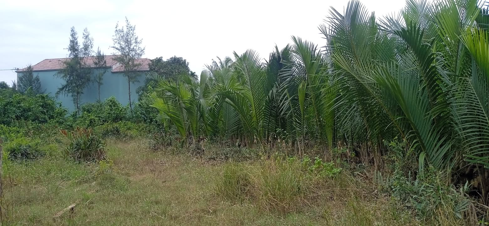 Đất nền 540m² Cẩm Thanh, Hội An chỉ 8.5 tỷ - Cơ hội đầu tư hiếm có!