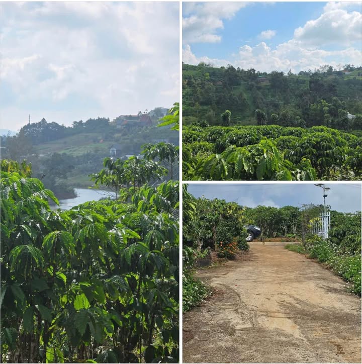 Đất nền Bảo Lộc 1500m² giá 1.45 tỷ - View hồ tuyệt đẹp!