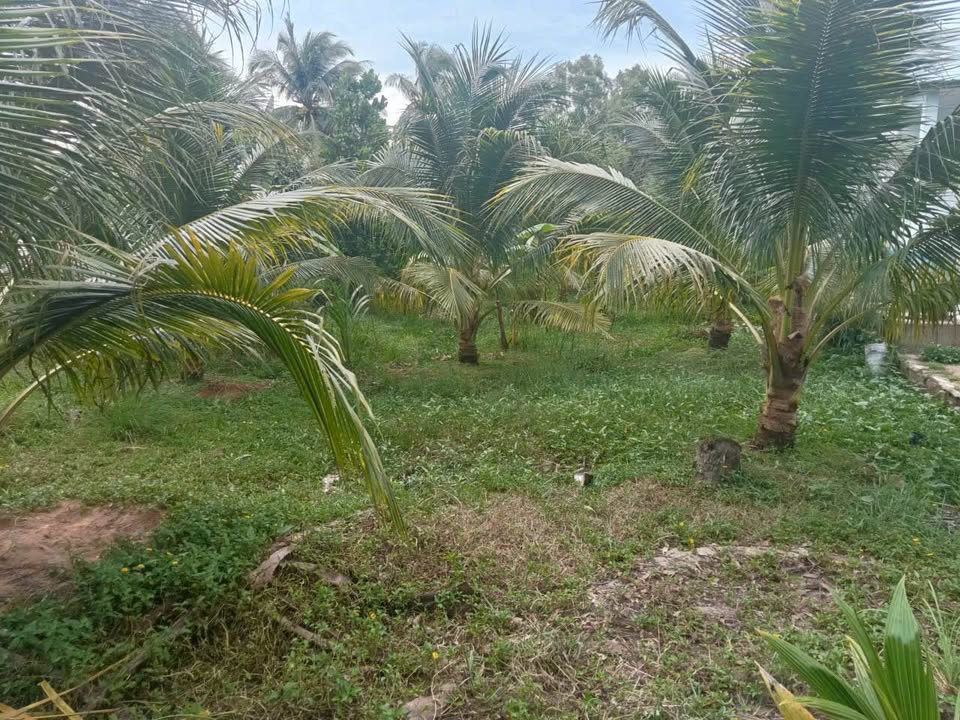 Đất nền xã Tân Thành Bình 1200m² giá 800 triệu - Gần khu công nghiệp, tiện đầu tư!