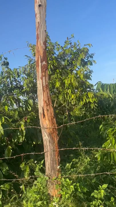 Đất mặt tiền đường Lý Nam Đế, Chư Sê, 1170m² - Giá chỉ 2.34 tỷ, thương lượng ngay!