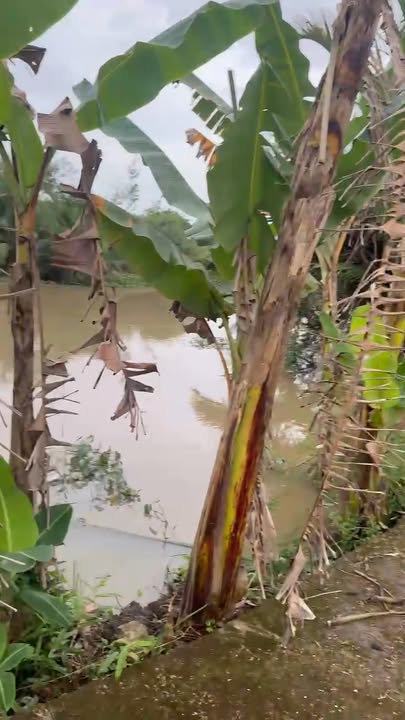 Đất nền ấp An Bình, xã Hiệp Thạnh, 127m² giá 340 triệu - Tiềm năng xây dựng nhà vườn lý tưởng!